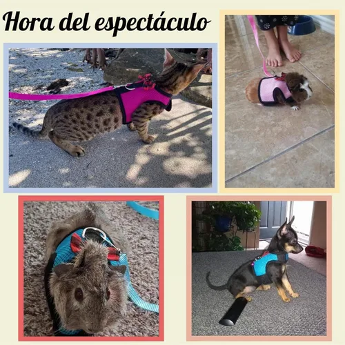 Vista 5 de Rypet Arnés y correa para conejillo de indias, 2 piezas, arnés de malla suave para mascotas pequeñas con campana segura, chaleco acolchado cómodo 2