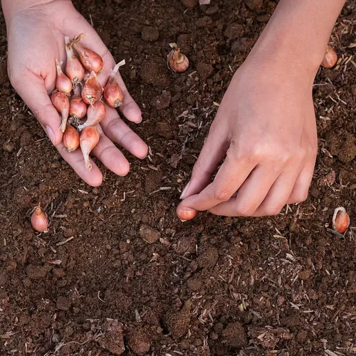 Vista 2 de Easy to Grow Shallots Starters - Paquete de 6 bulbos para plantas vegetales de jardín sin OMG