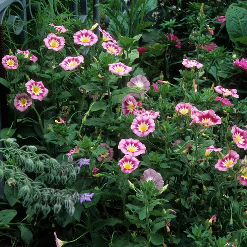 Vista 20 de Eden Brothers Morning Glory Seeds - Picotee azul, semillas sin OMG para plantar, 1 onza Semillas de flores de bajo mantenimiento, plantas durante