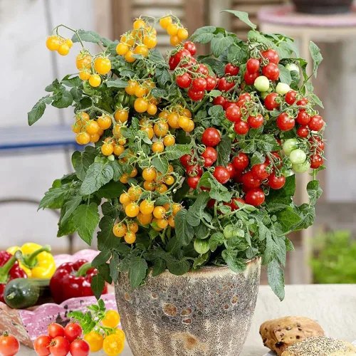 Vista 5 de Dwarf Duo Tiny Tim Semillas de tomate – Más de 100 variedades de tomate enano rojo y más de 100 amarillo, semillas de tomate cherry