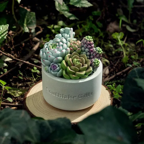 Vista 5 de Surtido suculento olla perfumada vela de cera vegetal para spa decoración del hogar regalo de boda