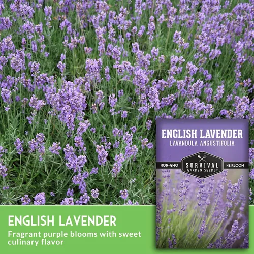Vista 3 de Semillas de lavanda inglesa para plantar (Lavandula angustifolia) – Hierba culinaria comestible con flores fragantes, perenne resistente