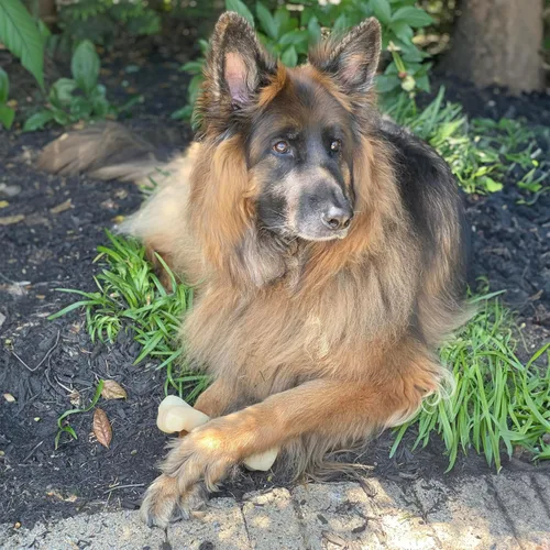 Vista 6 de Nylabone Big Chew Knuckle Bone Power - Juguete masticable para perros grandes, juguetes duraderos para masticadores agresivos, juguetes masticables