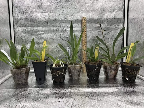 Vista 4 de 4 plantas de orquídeas vivas para elegir (Cattleya, Oncidium, Vanda, Dendrobium, Phalaenopsis) (Vandas + paquete de calor)