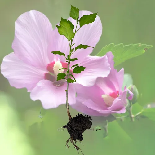 Vista 8 de FixtureDisplays Rose of Sharon Hibiscus - Planta viva orgánica con trasplante de raíces Arbusto Temporada de otoño e invierno: sin hojas. Espere que