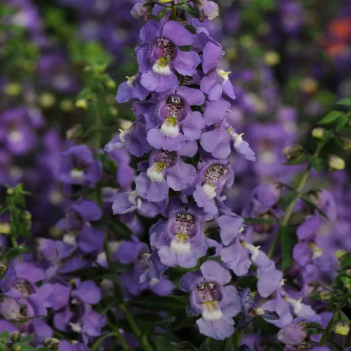 Vista 7 de Outsidepride Serena Blue Angelonia - Semillas de dragón para plantar, 15 semillas de flores perennes, aptas para polinizadores, tolerantes al calor