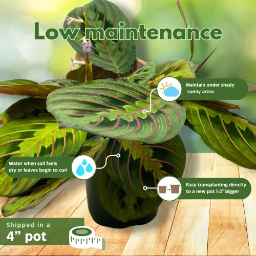 Vista 5 de BubbleBlooms Planta de oración veteada roja Maranta leuconeura en maceta de 4 pulgadas