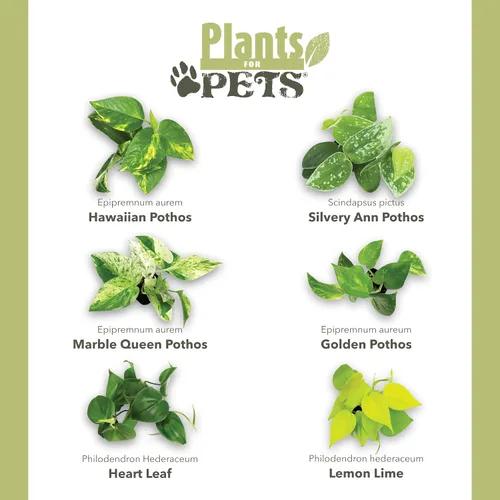 Vista 6 de Plants for Pets - Abundantes Pothos y Filodendro (paquete de 6), planta viva de Pothos para decoración, plantas de oficina, plantas reales, planta