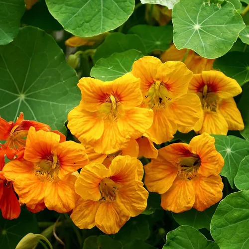 Vista 14 de Eden Brothers Semillas de Nasturtium - Semillas de Alaska Gold sin transgénicos para plantar, 1 onza Semillas de flores de bajo mantenimiento