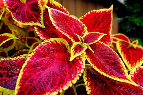 Vista 6 de Coleus Blumei Mix Seeds Flores anuales hermosas para plantar 100 semillas sin OMG