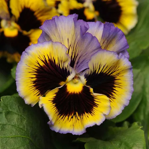 Vista 18 de Eden Brothers Johnny Jump Up Seeds