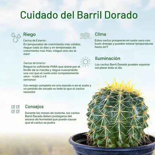 Vista 4 de Cactus Outlet- Planta de Cactus Barril Dorado - Plantas de Cactus Vivas - Plantas de Cactus Barril Vivas - 1 Galón - Plantas de Cactus Barril Listas
