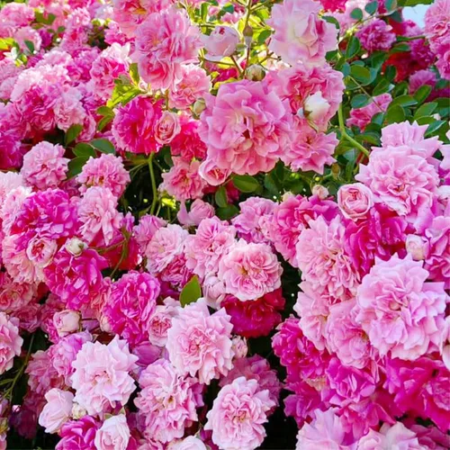 Vista 2 de Más de 230 semillas de rosas trepadoras para plantar, flor de vid trepadora perenne fragante