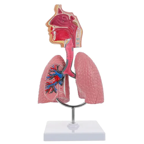 Vista 2 de Modelo 4D, modelo de pulmón respiratorio enseñanza con cabeza y pulmones, herramientas prácticas de estudio de modelos 3D para estudiantes