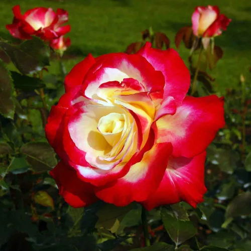 Vista 5 de Rose Bush - Planta viva de rosas trepadoras, arbusto vivo a raíz desnuda con tierra de 7 a 10 pulgadas de alto, rosas fragantes arbustos de rosas