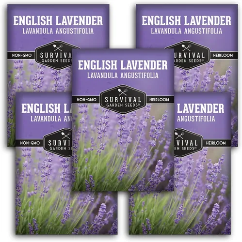 Vista 10 de Semillas de lavanda inglesa para plantar (Lavandula angustifolia) – Hierba culinaria comestible con flores fragantes, perenne resistente