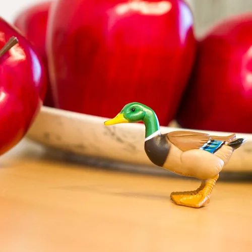Vista 5 de Safari Ltd. Figura de pato real pintada a mano, realista de 3 pulgadas, juguete educativo divertido para niños, niñas y niños a partir de 3 años