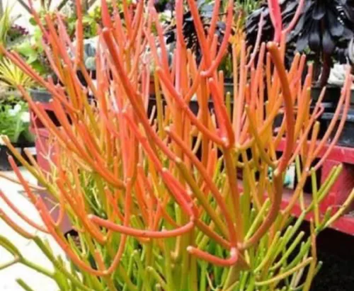 Vista 4 de Euphorbia Tirucalli - Plantas suculentas vivas de 4 pulgadas en maceta totalmente enraizadas, palos de fuego, fáciles de cultivar