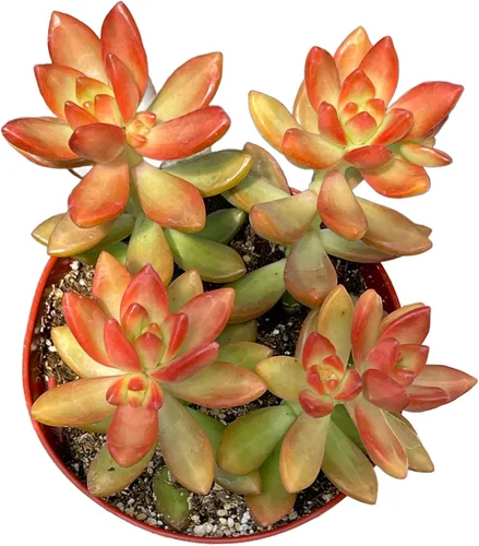 Vista 7 de The Succulent Cult - Collar de bebé de Crassula de 4 pulgadas, plantas suculentas raras totalmente arraigadas en suelo suculento, planta de casa