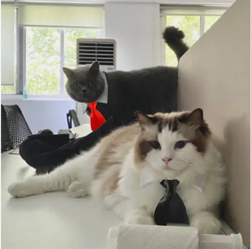 Vista 7 de Disfraz de 4 piezas para mascotas, perro, gato, corbatín para mascotas, collar formal ajustable para gatos, perros pequeños, accesorios de aseo