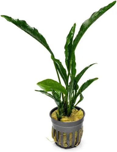 Vista 26 de SubstrateSource Plantas vivas – Anubias Hastifolia (Anubias hastifolia) – Luz baja a moderada, hojas en forma de flecha de color verde medio a
