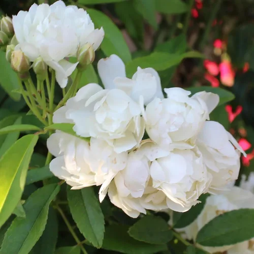 Vista 6 de White Lady Banks Rose - Planta de rosas trepadoras vivas, flores blancas sin espinas, vid perenne resistente para vallas, cenadores y enrejados