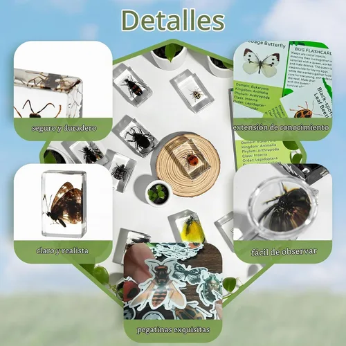 Vista 4 de Specimen de Insecto en Resina, Colección Educativa Científica de 12 Piezas, Exhibición para Aula de Ciencias en Preescolar, Specimens Reales