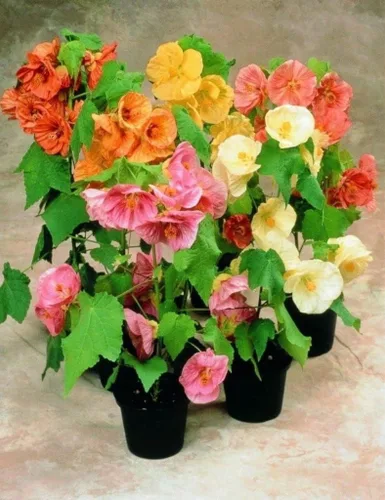 Vista 2 de Semillas de mezcla de arce floreciente Abutilon cultivar en interiores para plantar sin OMG (50 semillas en paquete)