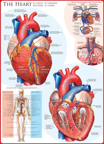 Vista 3 de EuroGraphics Human Body (The Heart) Puzzle (1000 piezas), azul