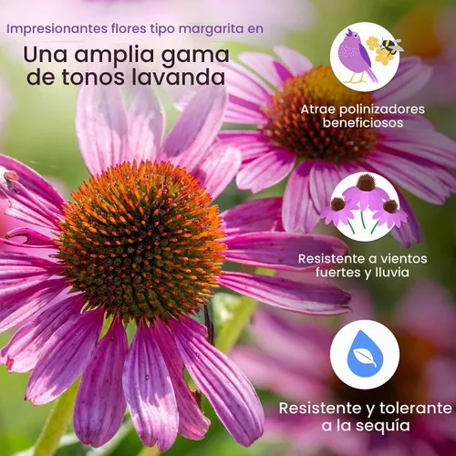 Vista 3 de Semillas de equinácea púrpura para plantar, Echinacea purpurea, 3,800
