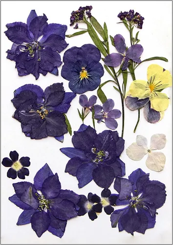 Vista 16 de Natural Pressed Dried Flower for Epoxy Resin Dry Flowers and Leaves Set for Soap Jewelry Making Scrapbooking Phone Case Decoration Section B