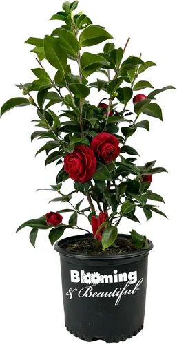 Vista 24 de Camelia, arbusto floreciente de hoja perenne viva, 3 galones