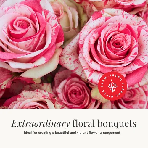 Vista 7 de BloomsyBox - Rosas Bicolor - 24 tallos largos, de larga duración, atadas a mano en envases ecológicos, jarrón no incluido, flores frescas