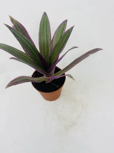 Vista 2 de Nanouk Moses in The Cradle Plant - Rhoeo spathacea Tricolor Maceta de 4 pulgadas