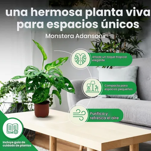 Vista 3 de BubbleBlooms Planta de queso suizo Monstera Adansonii, vive en una maceta de 4 pulgadas por BubbleBlooms