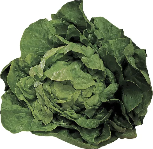 Vista 5 de Park Seed Batavian Full Heart Endive & Chicory Lechuga Mezcla de Semillas - Variedad nutritiva de Escarole con corazones blanqueados cremosos, ideal