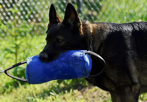 Vista 5 de Juguete de remolcador para perro fuerte, entrenamiento de mordida, IGP, diversión, lino francés, color azul caramelo Berta Dingo Gear S00097