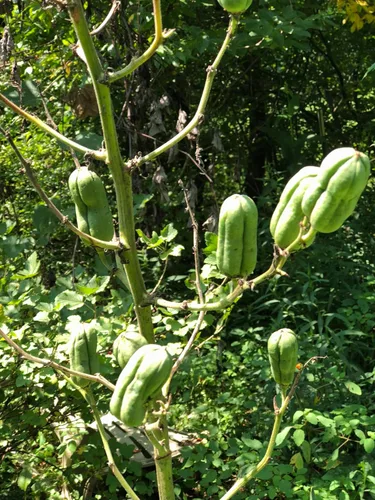 Vista 2 de Semillas de yuca orgánicas (Yucca filamentosa) 50 semillas (0.02 oz) - Aguja de Adán, bayoneta española, yuca, semillas de palma de aguja por Smoke