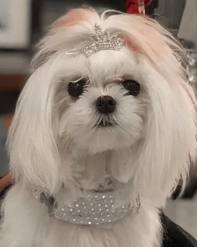 Vista 6 de PET SHOW 1 unidad/paquete de pinzas para el pelo de tiara para perro, lazos para perros pequeños, disfraz de diamantes de imitación de cristal