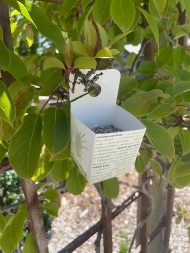 Vista 7 de 2000 ácaros predadores adultos vivos - Mezcla especies predadoras de ácaros para control de arañas