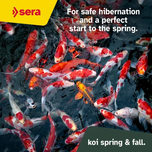 Vista 5 de Sera Koi Professional Spring & Fall Food 15.43lb Pellets flotantes para apoyo inmunológico y condición para temperaturas inferiores a 63 °F