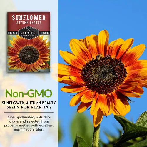 Vista 3 de Survival Garden Seeds - Semilla de girasol de Autumn Beauty para plantar - Paquete con instrucciones para plantar y cultivar flores hermosas