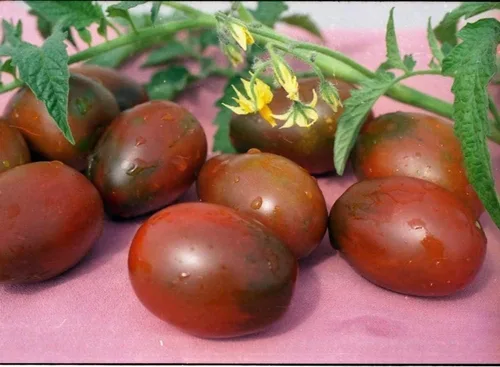 Vista 5 de Semillas Verduras Tomate Negro De Barao - 40 Semillas