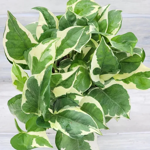 Vista 5 de Pothos NJoy - Planta de interior viva de 4 pulgadas, maceta establecida abigarrada Epipremnum Aureum de fácil cuidado, planta de interior de follaje