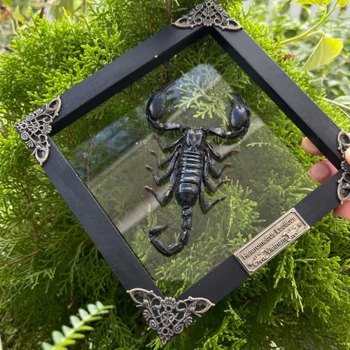Vista 56 de 2 Real Dragonfly Specimens Shadow Box Framed Insect Display Oddities Curiosities Entomology Collection Natural History Wall Decor Gift for Nature