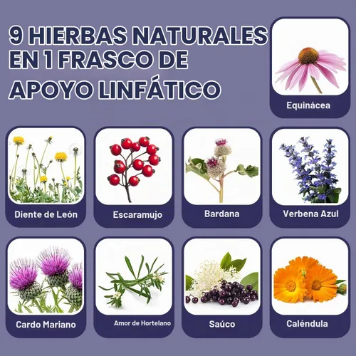 Vista 2 de Gotas de drenaje linfático de 2 fl oz (2.0 fl oz), mezcla natural con saúco, raíz de bardana, diente de león y equinácea Herbal Support