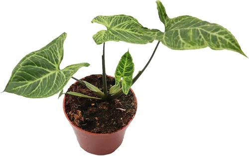 Vista 8 de Fresa Syngonium - 4'' de California Tropicals