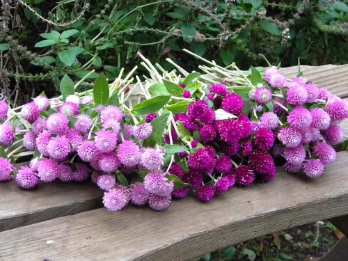 Vista 2 de Globo Amaranto Gomphrena Globosa Mix Gomphrena Bola de Pompón Esférica Botón de Soltero 35+ Semillas