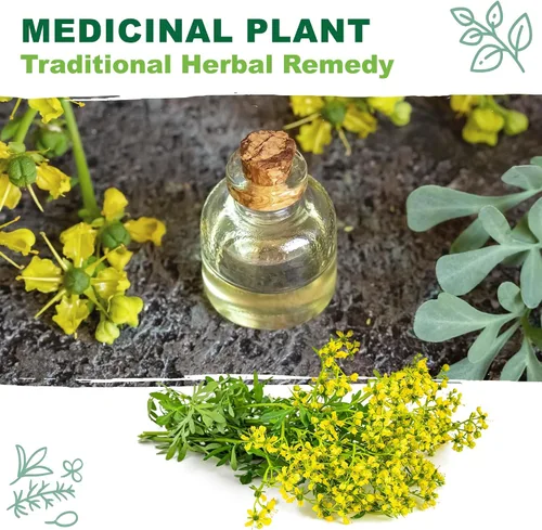 Vista 5 de TKE Farms & Gardens - Semillas de ruda para plantar, 1 gramo, 500 semillas autóctonas, sin transgénicos, instrucciones incluidas, Ruta graveolens