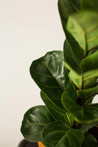 Vista 8 de Fiddle Leaf Fig Tree Plant Food - Fertilizer Granules Feed Continuously for 6 Months NPK 15-5-10 Slow-Release Fertilizer for Potted Fig Leaf and